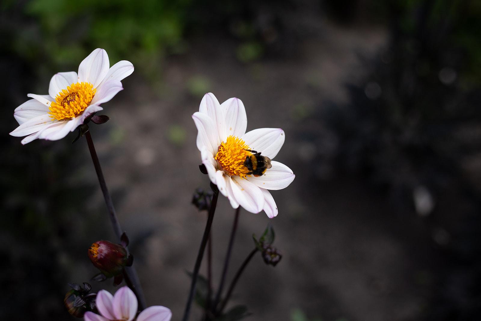 De Wildplukkende Bourgondier