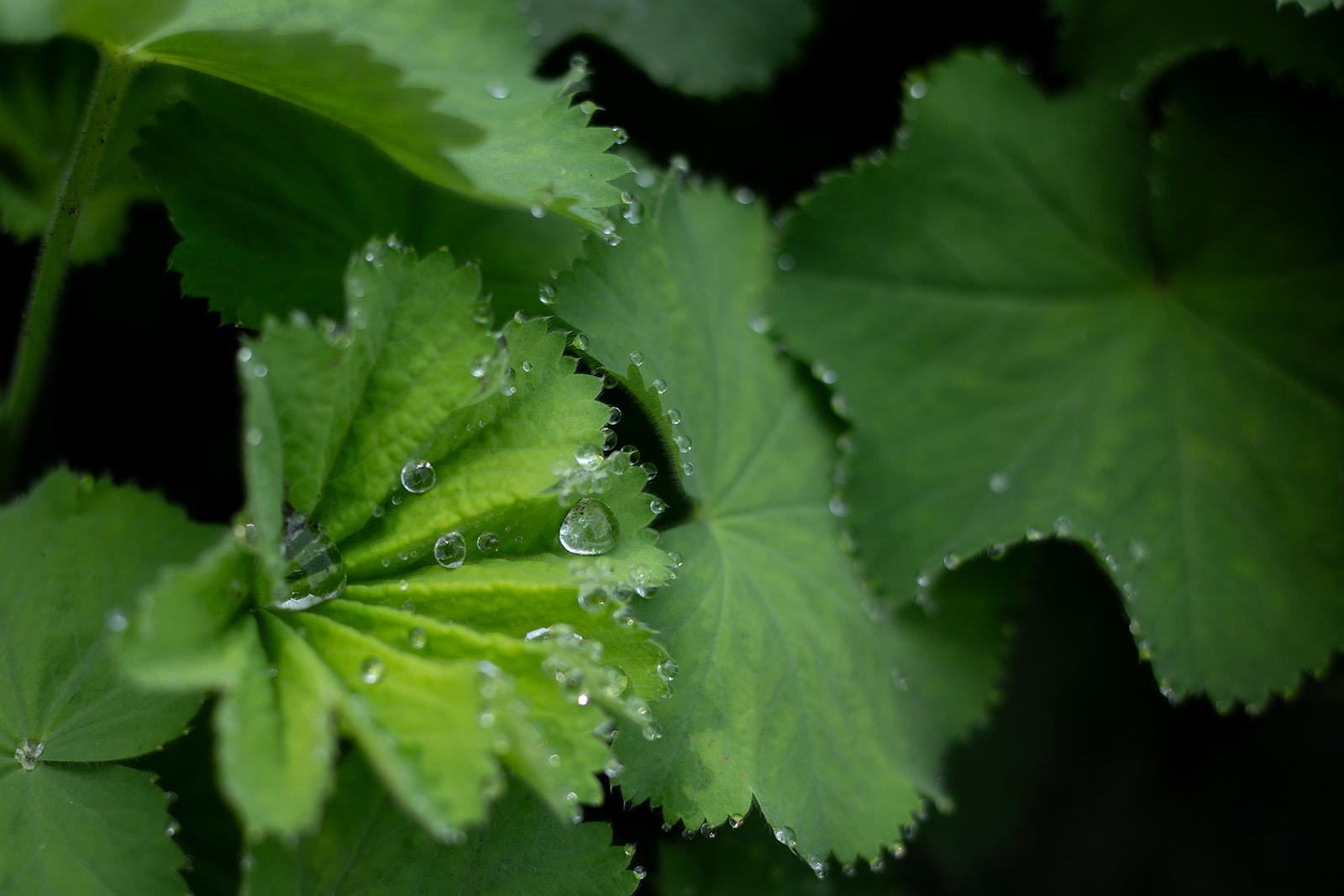 De Wildplukkende Bourgondier