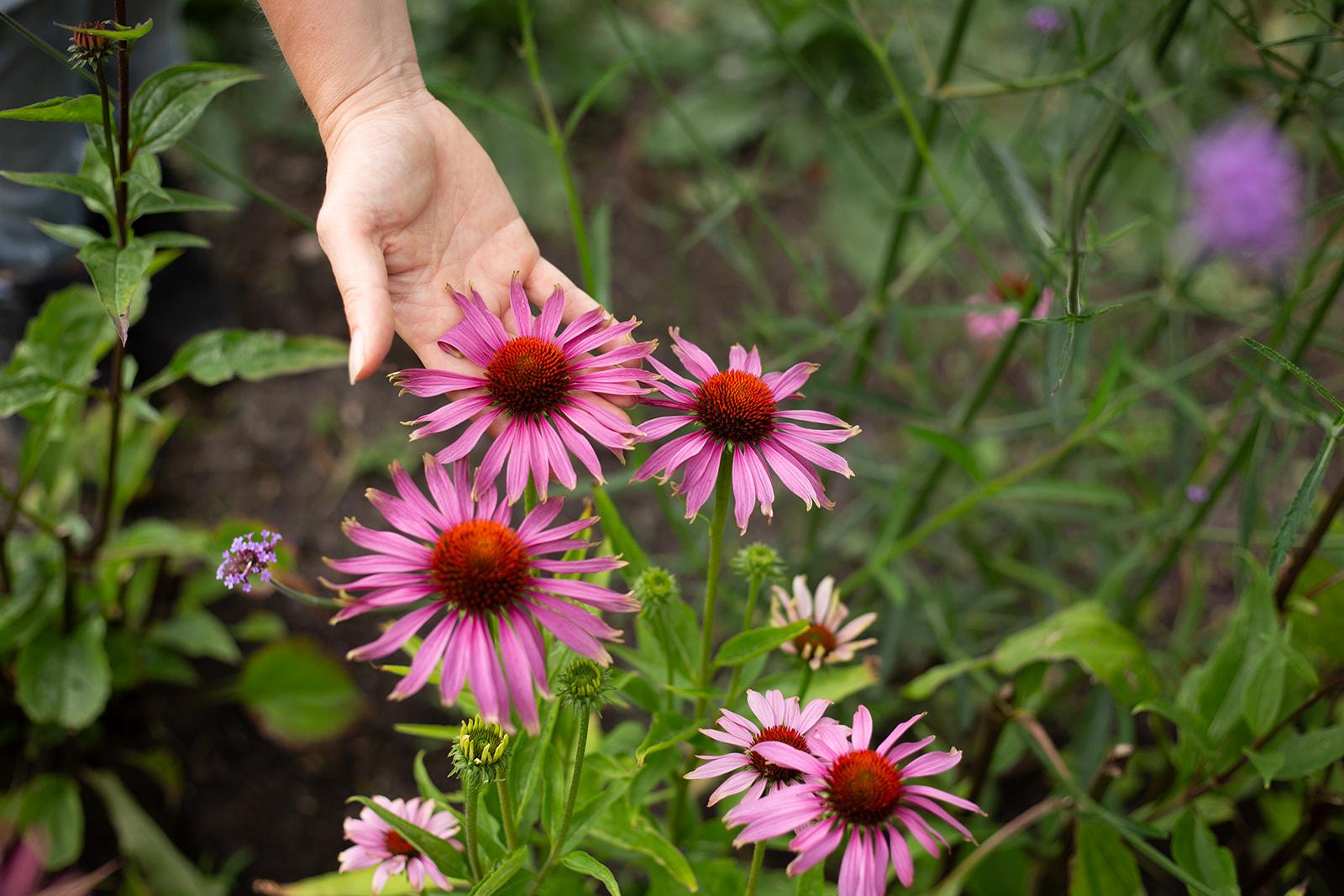 De Wildplukkende Bourgondier